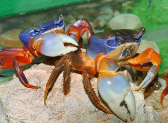 Rainbow crab (Latin. Cardisoma armatum)