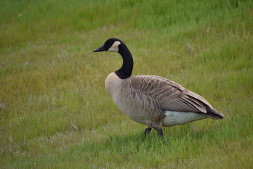 A Canada goose (Branta canadensis) walks down a grassy slope at Moss Landing Wildlife Area in California.