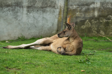 Male kangaroo lies on its side, crossing its front legs or forelegs like a man. Kangaroo lies on the green grass.