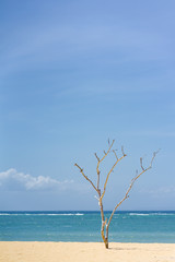 light blue, idyllic, white sand, dreamy, turquoise, lonely island, text space, sandy beach, wood, seascape, nobody, day, sunny, relax, tourism, wave, shore, branch, view, coastline, natural, environme