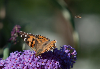 Schmetterling mit Fliege