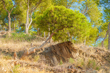 Beautiful view of peculiar tree in Gibralfaro. Malaga. Spain.