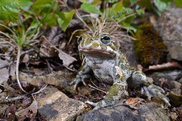 Wechselkröte / European green toad (Bufotes viridis) Deutschland / Germany