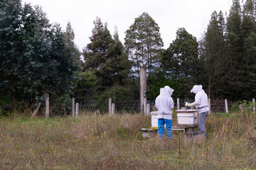 Checking the honey bees