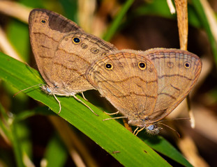 Common Wood Nymph Mating