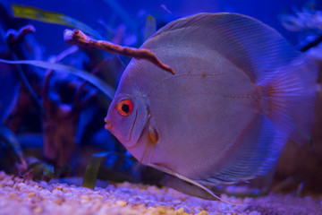 Gorgeous blue Discus swims among the branches