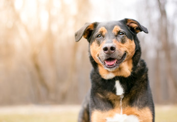 A tricolor mixed breed dog with a happy expression sitting outdoors
