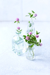 Red clover flowers in glass bottles. White background. Copy space. Still life