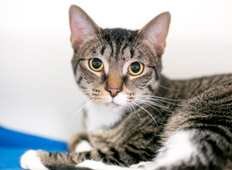 A brown tabby domestic shorthair cat with dilated pupils, lying on a blue blanket