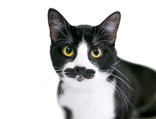 A black and white Tuxedo domestic shorthair cat with markings on its face that look like a mustache