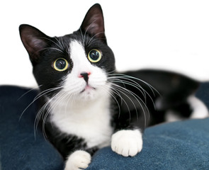 A black and white Tuxedo domestic shorthair cat with long whiskers and large dilated pupils