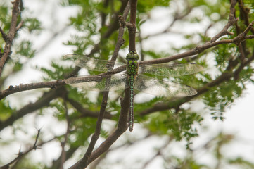 Libelula