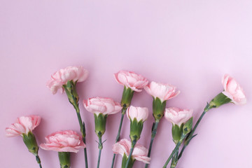 delicate beautiful light pink flowers carnations summer holiday mood