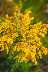 Yellow small flowers on a green background