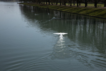 A swan is starting to fly out of water