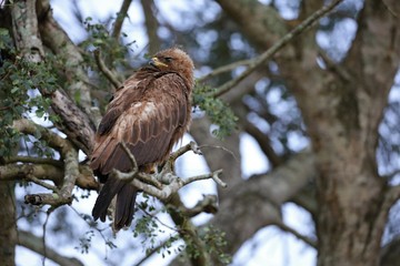 Animals from kruger national park south africa in high resolution.