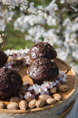 Tasty chocolate cupcakes. Homemade chocolate muffin cupcake with cream buttercream icing. Easter sweet dessert cake. Close up view. Cupcakes in blooming trees. Outdoor shooting in garden.
