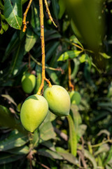 close up of mango fruit on a mango tree