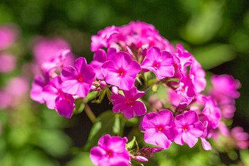 Fototapeta premium pink flowers