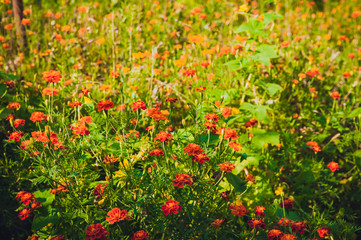 Flowerbed with many orange flowers