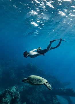 Free Diver And Sea Turtle