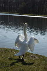 Beautiful white swan is spreading its wings