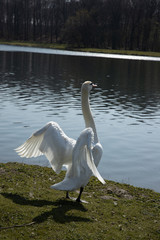 Large white swan is spreading its wings
