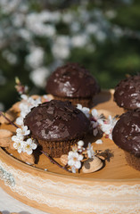 Tasty chocolate cupcakes. Homemade chocolate muffin cupcake with cream buttercream icing. Easter sweet dessert cake. Close up view. Cupcakes in blooming trees. Outdoor shooting in garden.