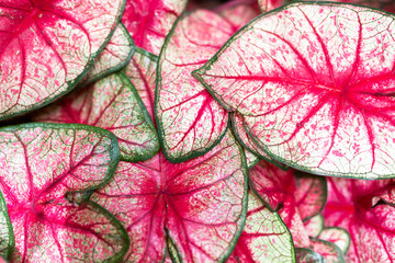 bright pink leaves close up
