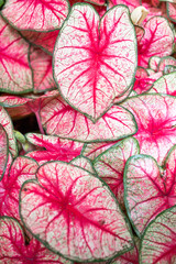 bright pink leaves close up