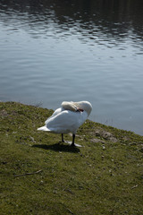 A swan is cleaning itself next to a lake