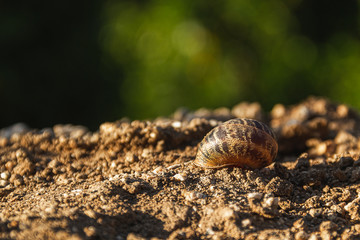 Isolated snail shell on the ground