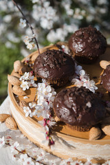 Tasty chocolate cupcakes. Homemade chocolate muffin cupcake with cream buttercream icing. Easter sweet dessert cake. Close up view. Cupcakes in blooming trees. Outdoor shooting in garden.