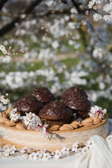 Tasty chocolate cupcakes. Homemade chocolate muffin cupcake with cream buttercream icing. Easter sweet dessert cake. Close up view. Cupcakes in blooming trees. Outdoor shooting in garden.