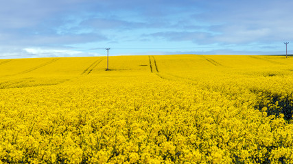 Fototapeta premium Aberdeenshire Oil Rapeseed