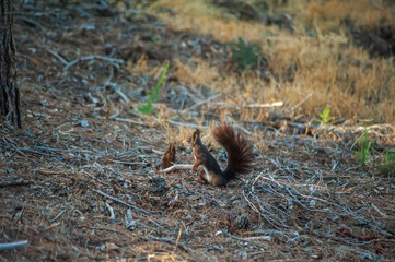 Curious chipmunk on tree in Gibralfaro. Malaga. Spain.