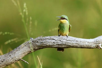 Animals from kruger national park south africa in high resolution.