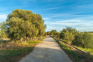 Fototapeta na wymiar View of a forest road inside the Natural Park of River Mouth Guadalhorce. Costa del Sol. Malaga. Spain.