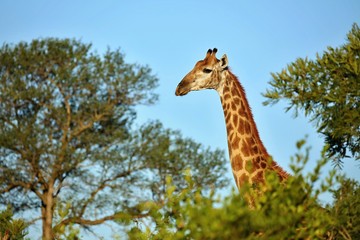 Animals from kruger national park south africa in high resolution.