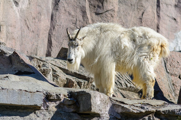 mountain goat with long white hair on the rocks