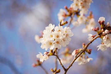 日本の春に咲くピンク色の桜