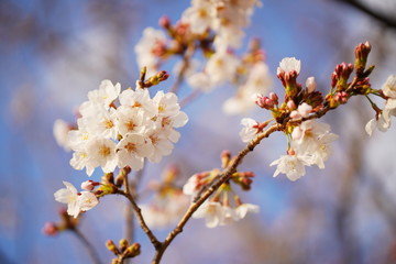 日本の春に咲くピンク色の桜
