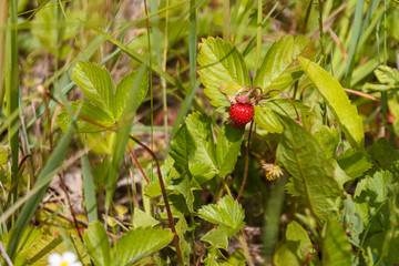 ripe red juicy sweet berry of wild strawberry field close-up, forest berries