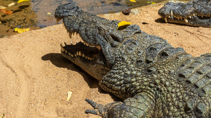 A big crocodile in dangerous position.