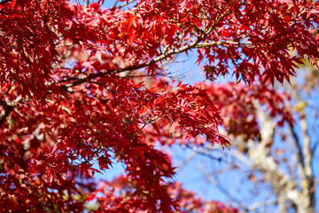 Red maple tree on a sunny day