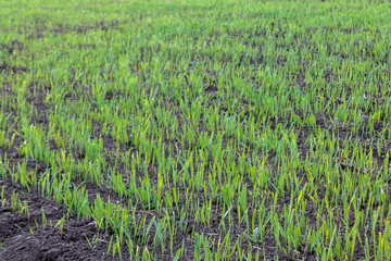 recently sprung sprouts of wheat and rye crops on a farm field, agricultural products and crops, close-up, selective focus