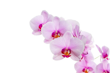 Obraz na płótnie Canvas branch with blooming beautiful pink orchid flower closeup isolated on white background