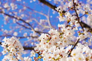 日本の春に咲くピンク色の桜