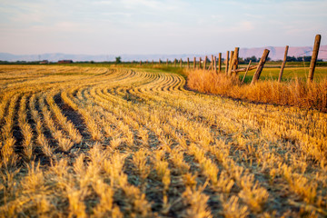 wavy farm field