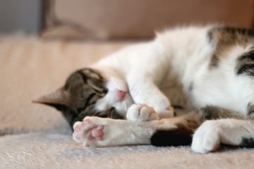 Naklejka na ściany i meble Cute tabby cat sleeping on a sofa. Selective focus.